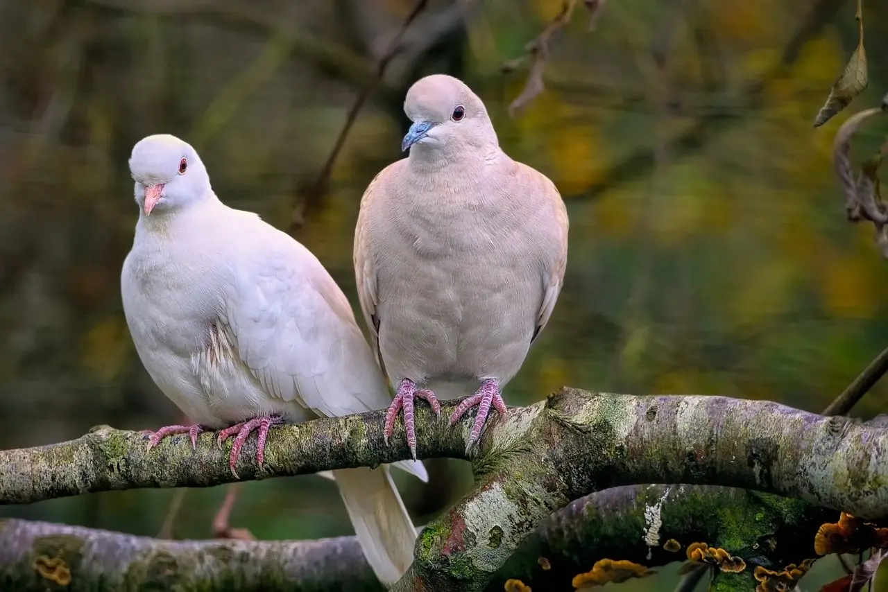 Ecoutez les tourterelles roucouler