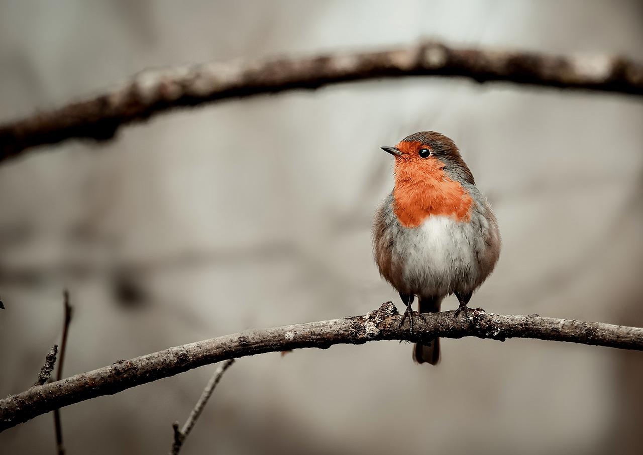 Ecoutez les oiseaux